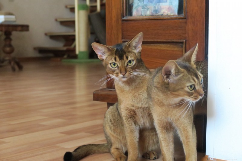 Top 6 Cat Breeds Perfect for Warm, Sunny Climates