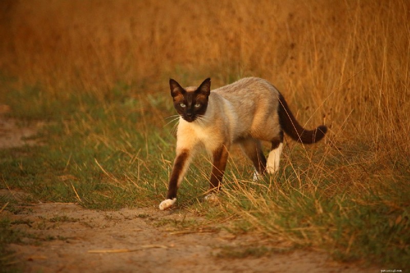 Top 6 Cat Breeds Perfect for Warm, Sunny Climates
