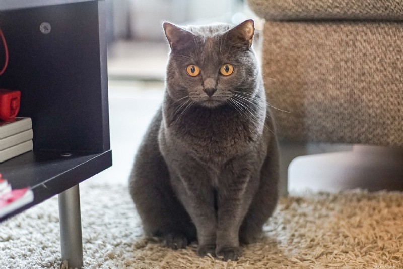 Top 6 Cat Breeds Perfect for Warm, Sunny Climates
