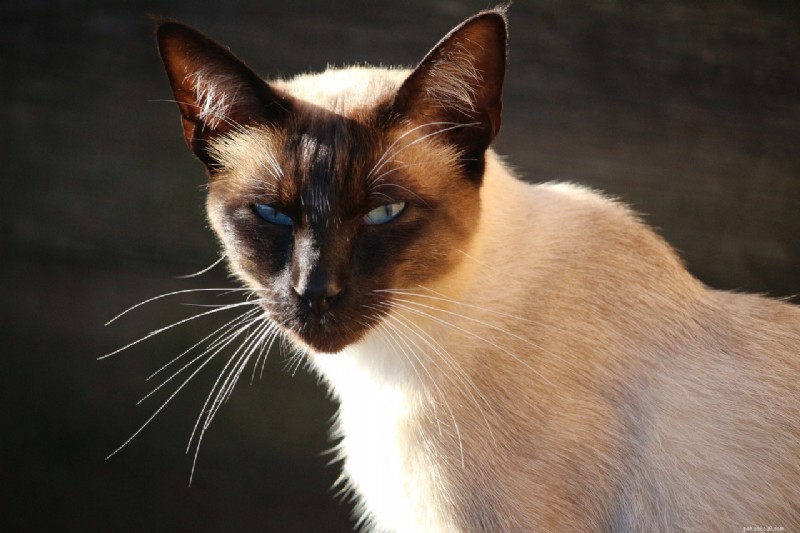 Top 10 Cat Breeds Mastering the Art of Climbing