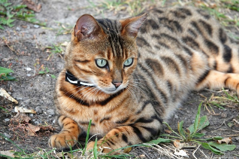Top 10 Cat Breeds Mastering the Art of Climbing