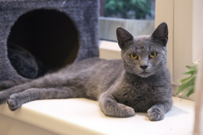 Top 10 Cat Breeds Mastering the Art of Climbing