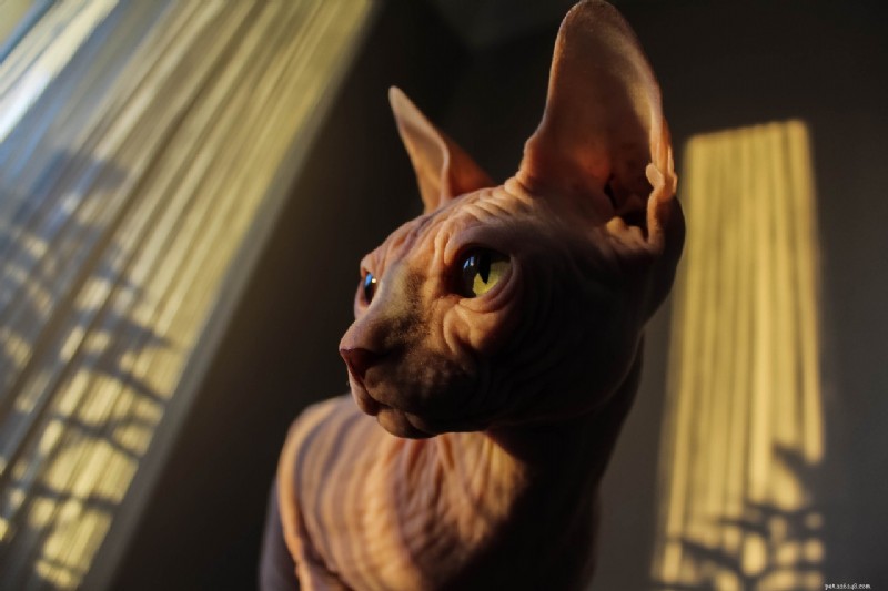 Top 10 Cat Breeds Mastering the Art of Climbing