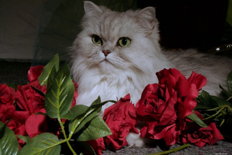 10 Royal Cat Breeds: Elegant Felines for Discerning Owners