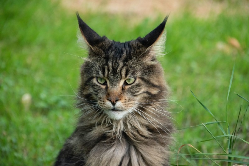 10 Royal Cat Breeds: Elegant Felines for Discerning Owners