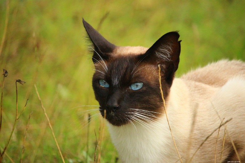 10 Royal Cat Breeds: Elegant Felines for Discerning Owners