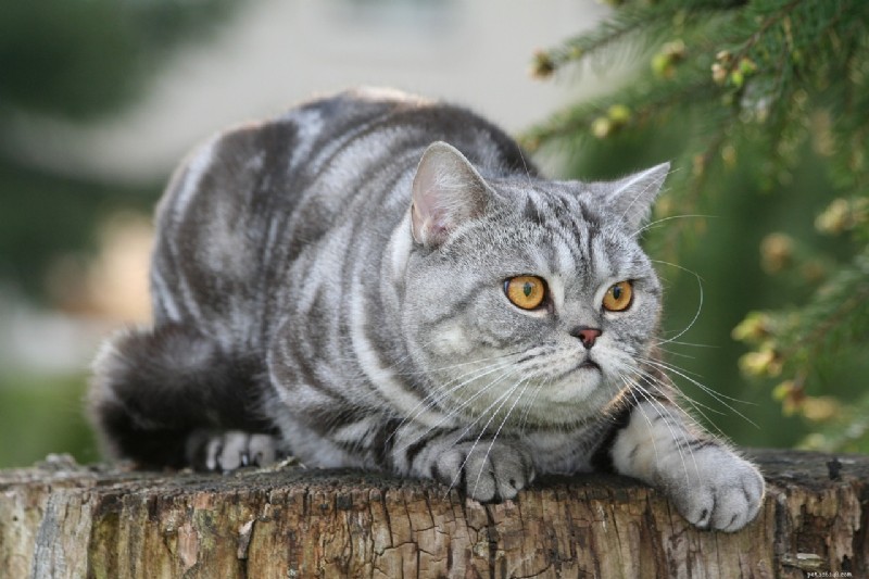 10 Royal Cat Breeds: Elegant Felines for Discerning Owners