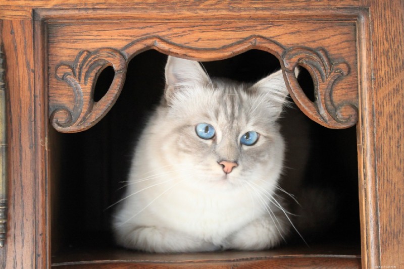 10 Royal Cat Breeds: Elegant Felines for Discerning Owners