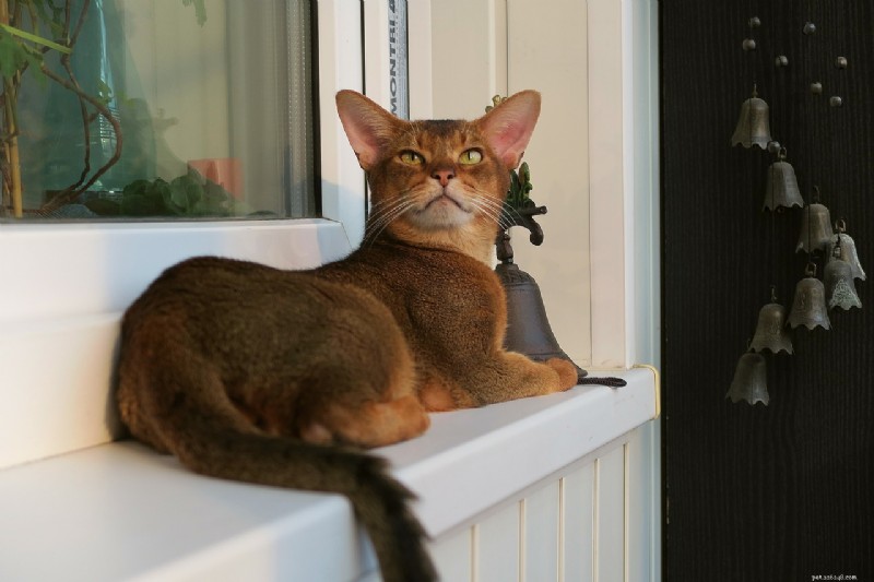 10 Royal Cat Breeds: Elegant Felines for Discerning Owners