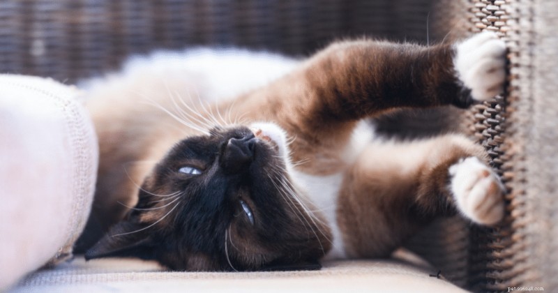 Ultimate Guide to Caring for Senior Oriental Siamese Cats: Health & Comfort Tips