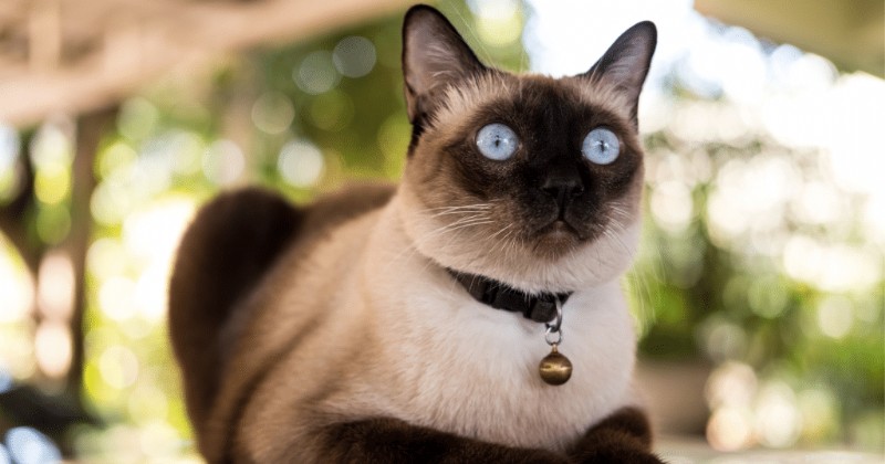 Ultimate Guide to Caring for Senior Oriental Siamese Cats: Health & Comfort Tips
