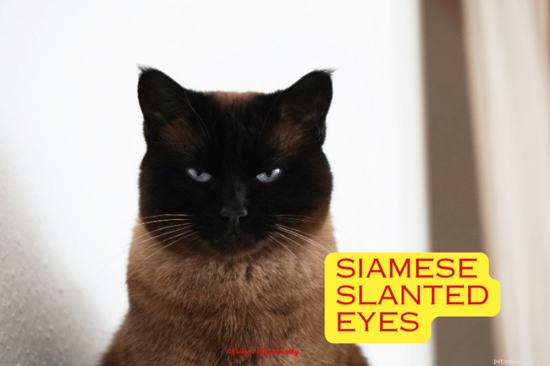 Understanding the Slanted Eyes of Siamese Cats: Genetics, Appearance, and Vision