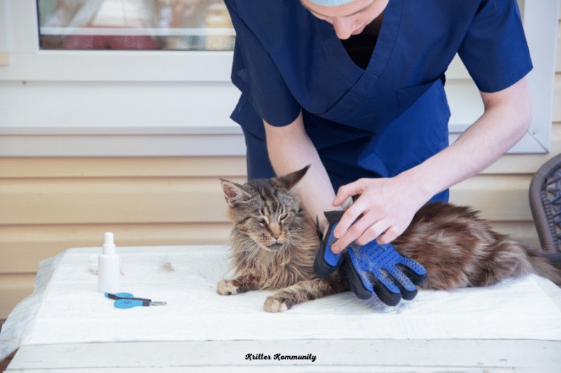 Maine Coon Grooming Guide: Expert Haircut Tips for a Flawless Coat