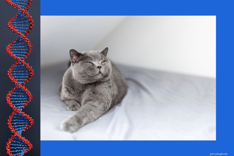 British Shorthair Coat Genetics Explained: What You Need to Know