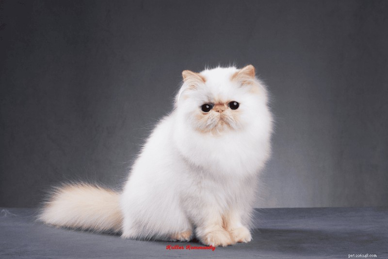 30 Proven Facts About Persian Cats: Luxury, Calm, and Royal Heritage