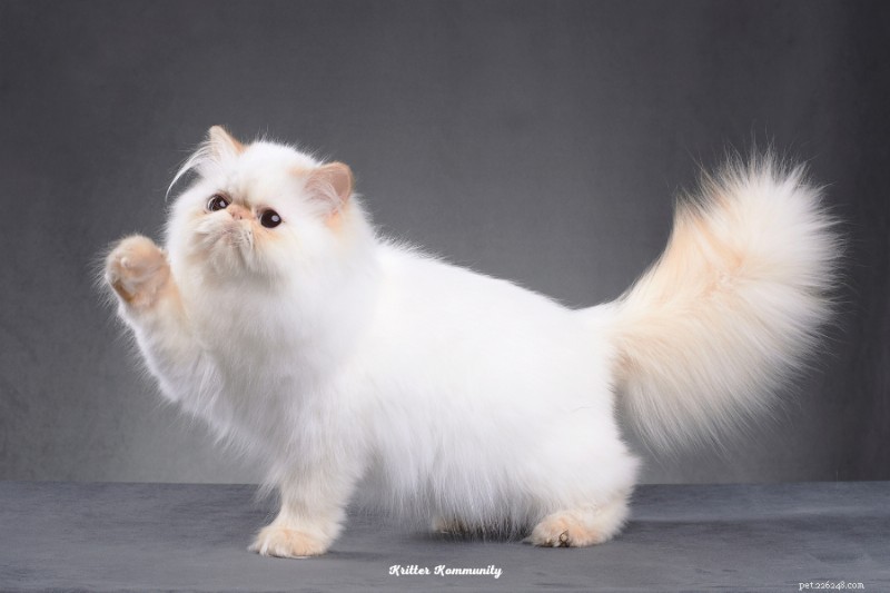 30 Proven Facts About Persian Cats: Luxury, Calm, and Royal Heritage