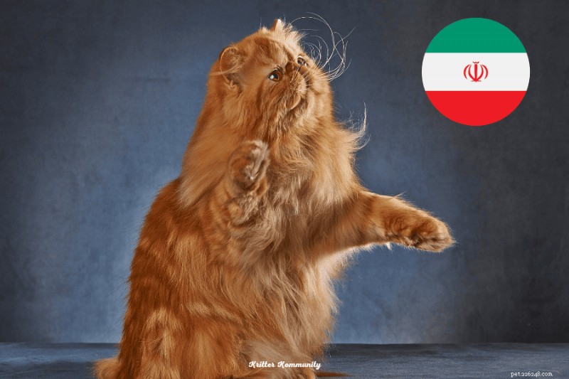 30 Proven Facts About Persian Cats: Luxury, Calm, and Royal Heritage