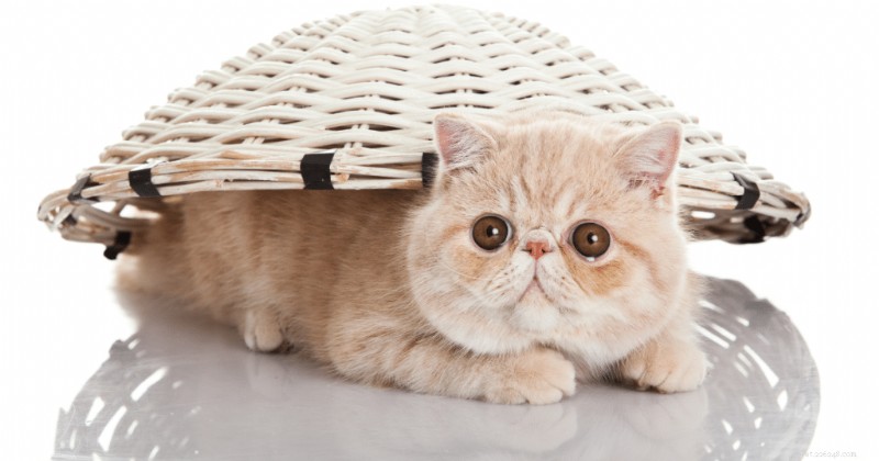 Discover the Exotic Shorthair: A Fluffy, Flat‑Faced Cat That Wins Hearts