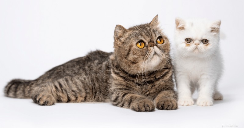 Discover the Exotic Shorthair: A Fluffy, Flat‑Faced Cat That Wins Hearts