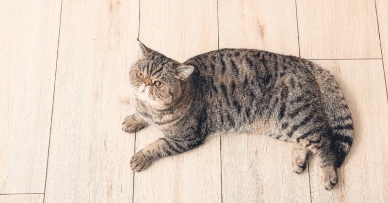 Discover the Exotic Shorthair: A Fluffy, Flat‑Faced Cat That Wins Hearts