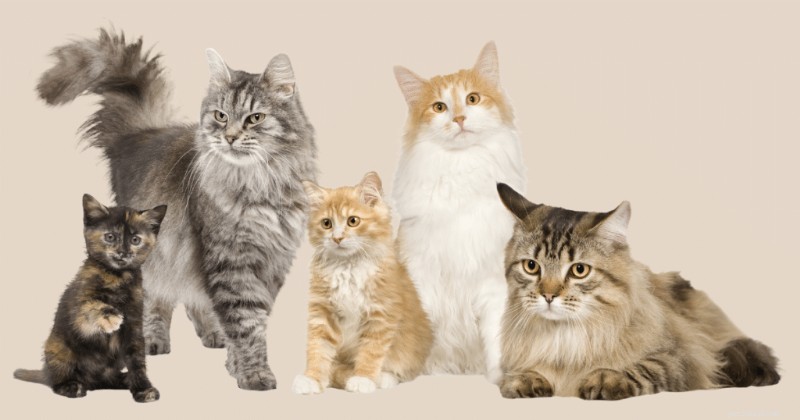 Discover the Exotic Shorthair: A Fluffy, Flat‑Faced Cat That Wins Hearts