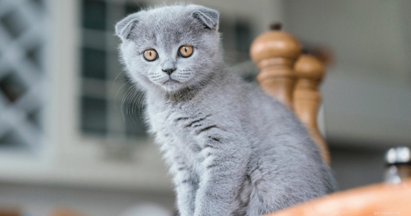 Discover the Exotic Shorthair: A Fluffy, Flat‑Faced Cat That Wins Hearts