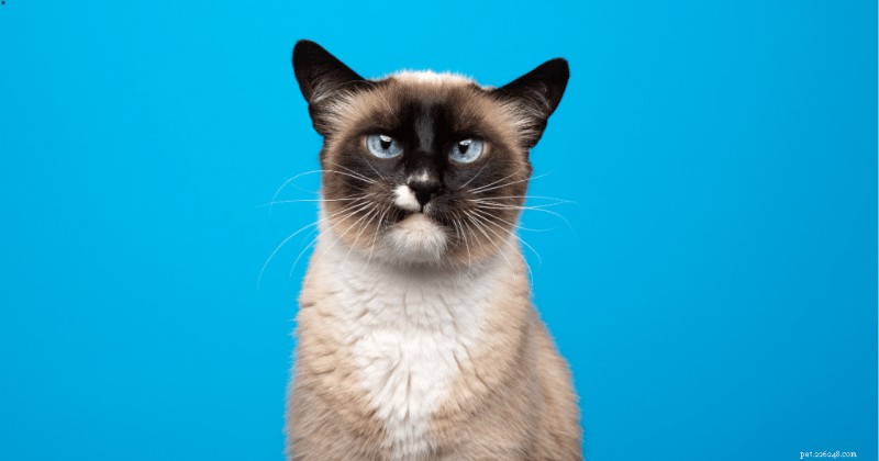 Siamese Cats: Are They Friendly? 2024 Guide to Their Temperament & Personality
