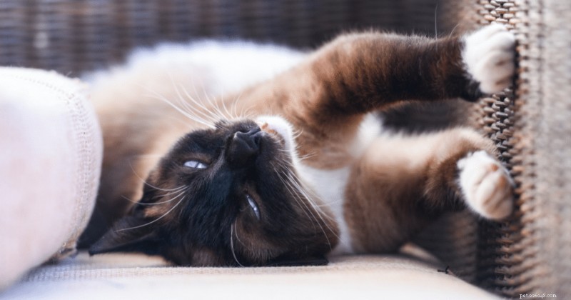 Siamese Cats: Are They Friendly? 2024 Guide to Their Temperament & Personality