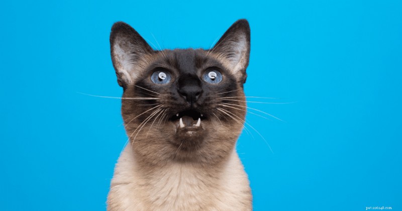 Siamese Cats: Are They Friendly? 2024 Guide to Their Temperament & Personality