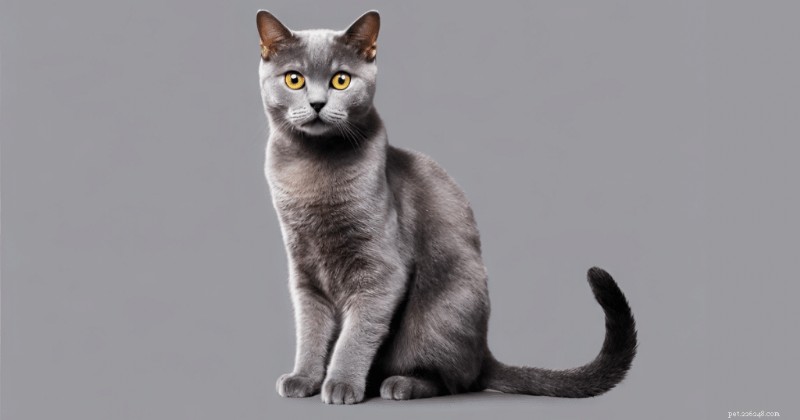 Unveiling the Genetics of Cat Colors: A Historical Overview
