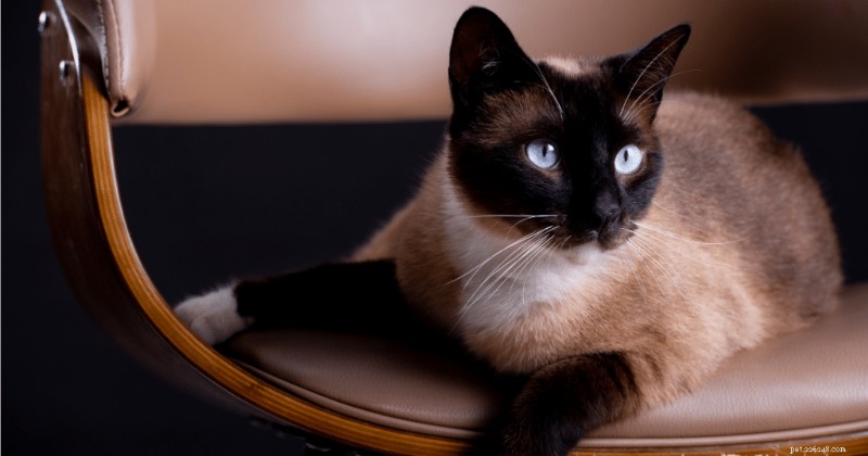 Understanding Siamese Cat Vision Issues: Key Facts & Care Tips
