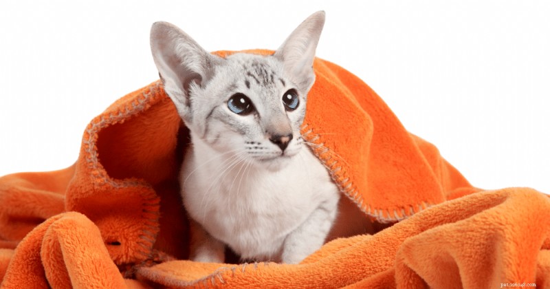 Oriental Siamese Cats: Expert Guide to Their Stunning Coat Patterns and Color Palette