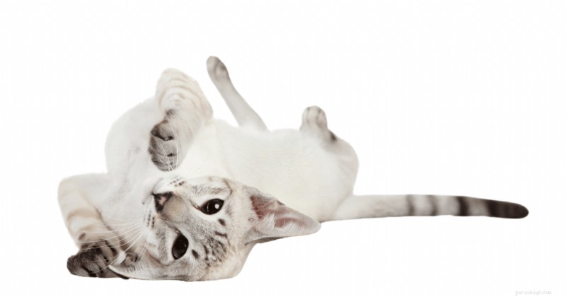 Oriental Siamese Cats: Expert Guide to Their Stunning Coat Patterns and Color Palette
