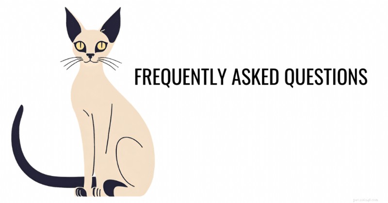Oriental Siamese Cats: Expert Guide to Their Stunning Coat Patterns and Color Palette