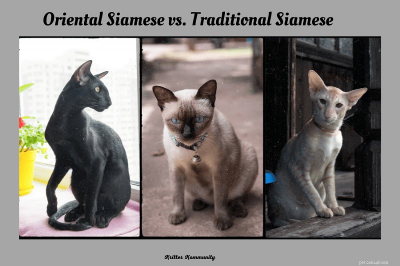 Oriental vs. Traditional Siamese Cats: Key Differences Explained