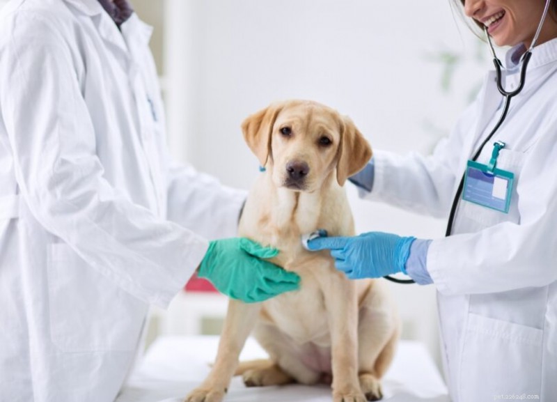 Why Regular Vet Check-Ups are Essential for Your Dog’s Longevity