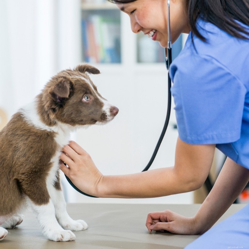 Why Regular Vet Check-Ups are Essential for Your Dog’s Longevity