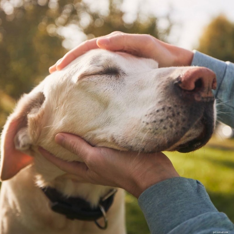 Recognizing and Managing Anxiety in Dogs: A Guide for Owners