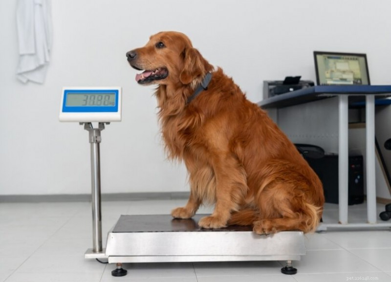 Keep Your Dog Fit: Expert Diet & Exercise Advice for Weight Management