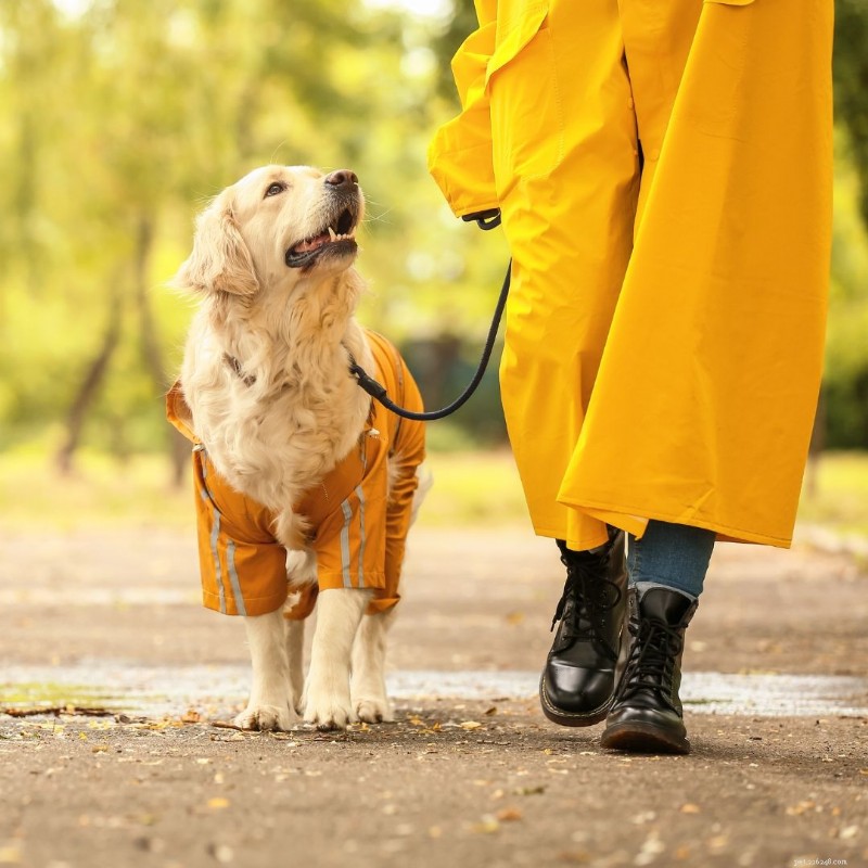 Keep Your Dog Fit: Expert Diet & Exercise Advice for Weight Management