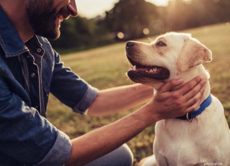 Spotting & Combating Common Dog Allergies for a Healthier, Happier Companion