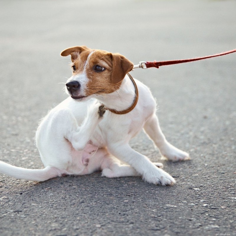 Spotting & Combating Common Dog Allergies for a Healthier, Happier Companion