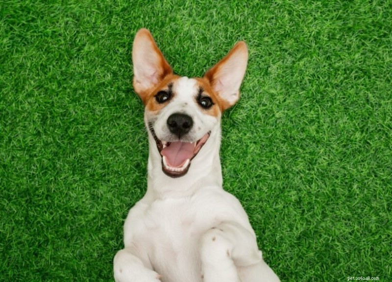 Expert Guide to Canine Dental Care: Tips for Strong, Healthy Teeth