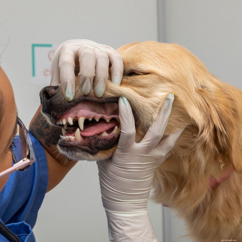Expert Guide to Canine Dental Care: Tips for Strong, Healthy Teeth