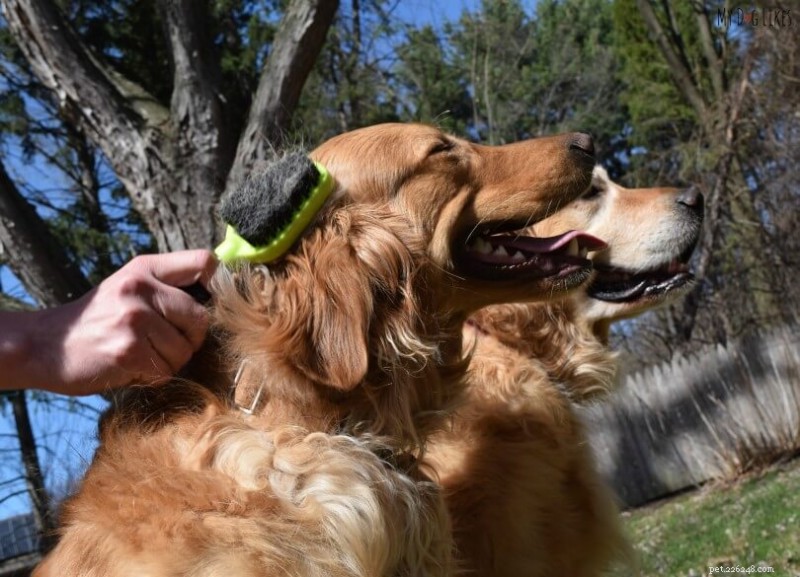 Must‑Have Grooming Tools for Healthy, Happy Dogs