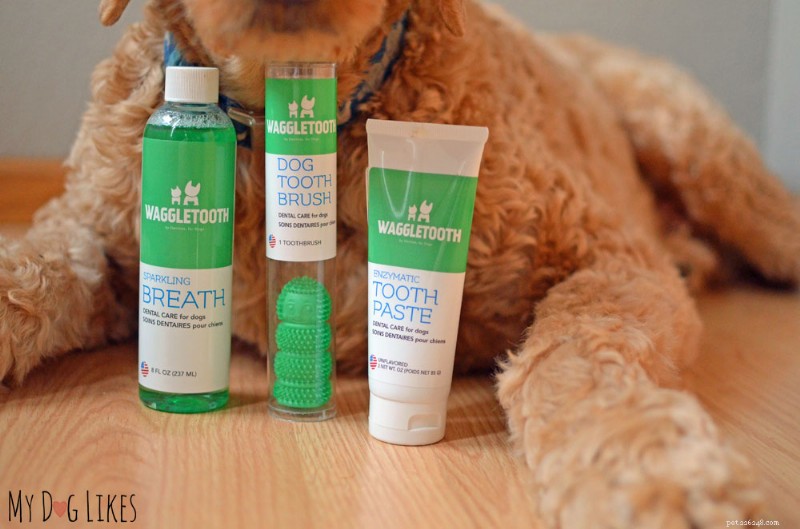 Essential Guide to Dog Dental Care: Expert Tips for Healthy Teeth