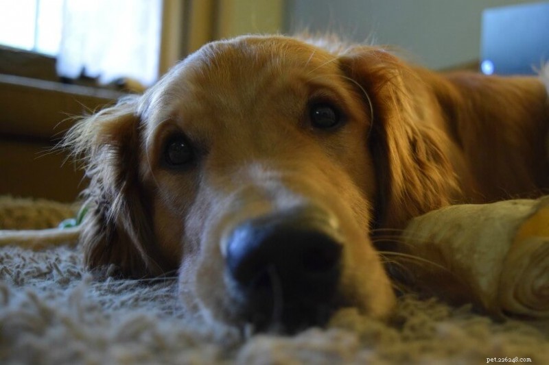 7 Astonishing Scent Detection Secrets: What Dogs Smell That Humans Can t
