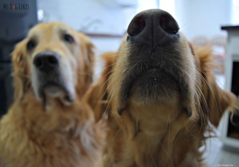 7 Astonishing Scent Detection Secrets: What Dogs Smell That Humans Can t