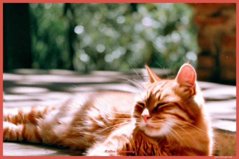 How to Spot When Your Cat Is Overheating: Key Signs and Quick Actions