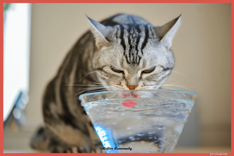 How to Spot When Your Cat Is Overheating: Key Signs and Quick Actions